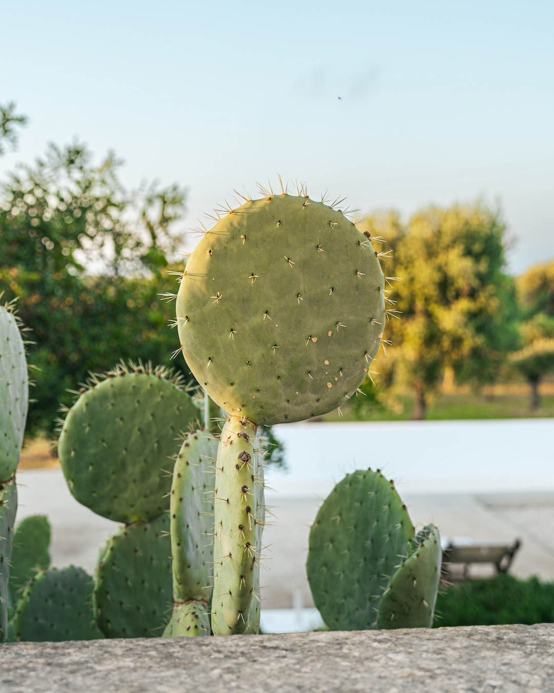 Cactus decorativo in masseria pugliese, dettaglio mediterraneo autentico
