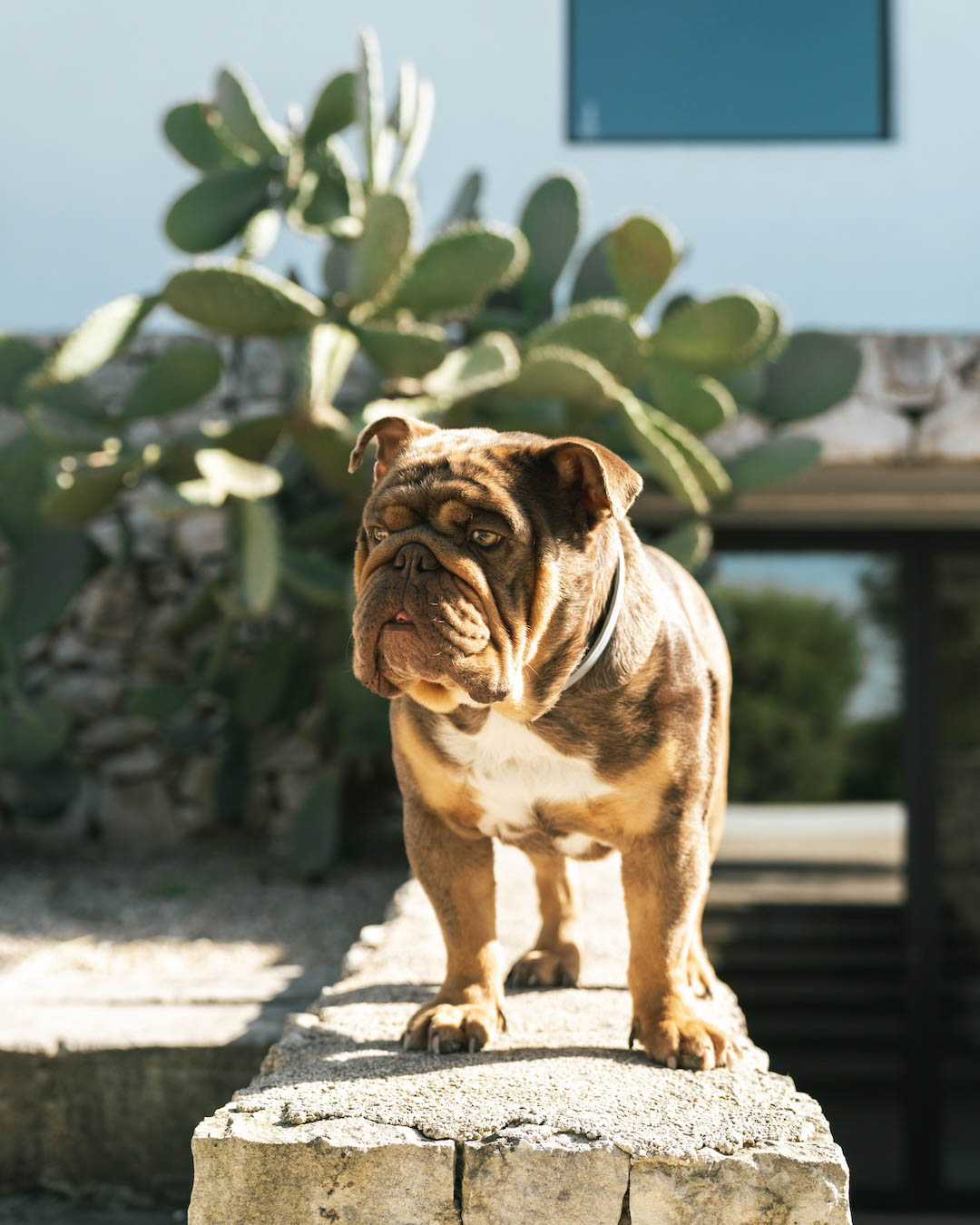 Cane tra gli ospiti durante un evento emozionale in masseria pugliese